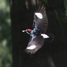 Acorn Woodpecker 3381