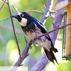 Acorn Woodpecker 6078