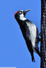 Acorn Woodpecker 8644
