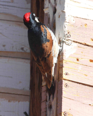 Acorn Woodpecker 6407