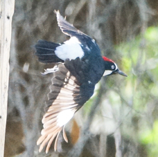 Acorn Woodpecker-157