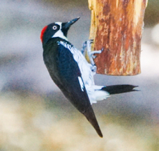 Acorn Woodpecker-145