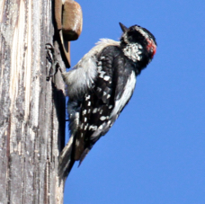 Downy Woodpecker 6165
