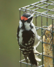 Downy Woodpecker 2158