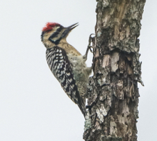Downey Woodpecker-3