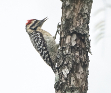 Downey Woodpecker-