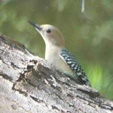 Gila Woodpecker-146