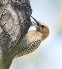 Gila Woodpecker-22