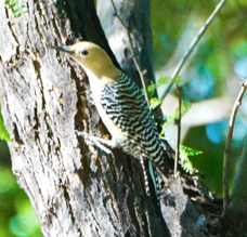 Gila Woodpecker-26