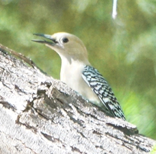 Gila Woodpecker-29