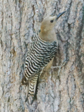 Gila Woodpecker female-113