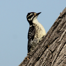 Nuttall's Woodpecker 5468
