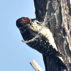 Nuttall's Woodpecker 5344
