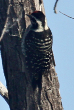 Nuttall's Woodpecker 5337