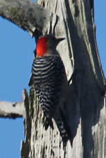 Red-bellied Woodpecker 3342