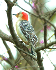Red-bellied Woodpecker 2576