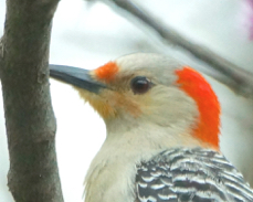 Red-bellied Woodpecker 2581