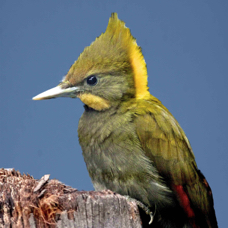 Yellow-naped Woodpecker 2550 BK
