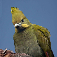 Yellow-naped Woodpecker 2554 BK