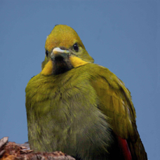 Yellow-naped Woodpecker 2563 BK