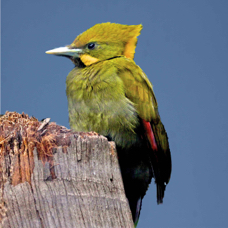 Yellow-naped Woodpecker 2567 BK