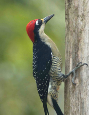 Woodpecker Black-cheeked 2320