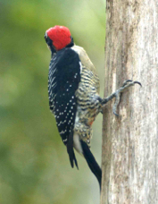 Woodpecker Black-cheeked 2324