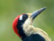 Woodpecker Black-cheeked 2330