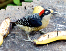 Woodpecker Black-cheeked 7712