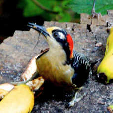 Woodpecker Black-cheeked 7686