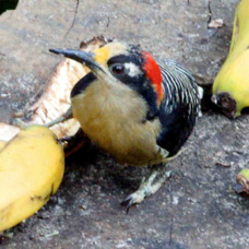 Woodpecker Black-cheeked 7703