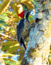 Woodpecker Lineated male 6814