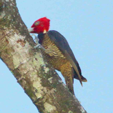 Woodpecker Pale-billed male 4060