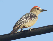 Woodpecker Red-crowned 4581
