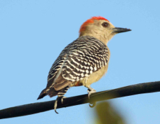 Woodpecker Red-crowned 4571