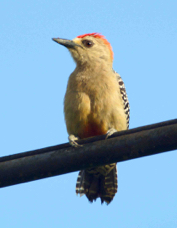 Woodpecker Red-crowned 4585
