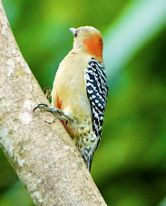 Red-crowned Woodpecker 1285