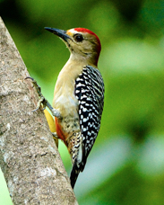 Red-crowned Woodpecker 1565