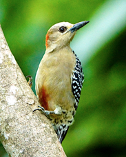 Red-crowned Woodpecker 1271