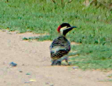 Green-barred Woodpecker 7882