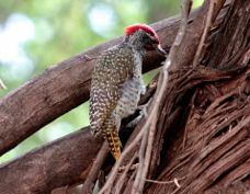 Woodpecker Nubian male Ka 9715