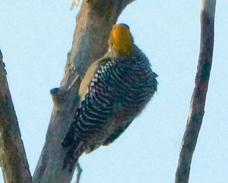 Golden-cheeked Woodpecker 3614