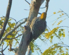 Golden-cheeked Woodpecker 3585