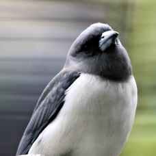 White-breasted Woodswallow 2575
