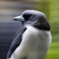 White-breasted Woodswallow 2579