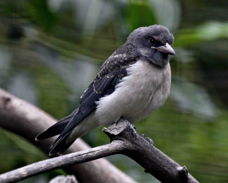 White-breasted Woodswallow 2610