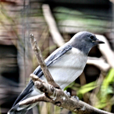 White-breasted Woodswallow 2541