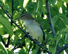 Red-eyed Vireo 9305