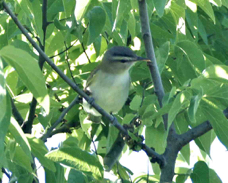 Red-eyed Vireo 9300