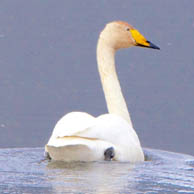 Whooper Swan 0267 194